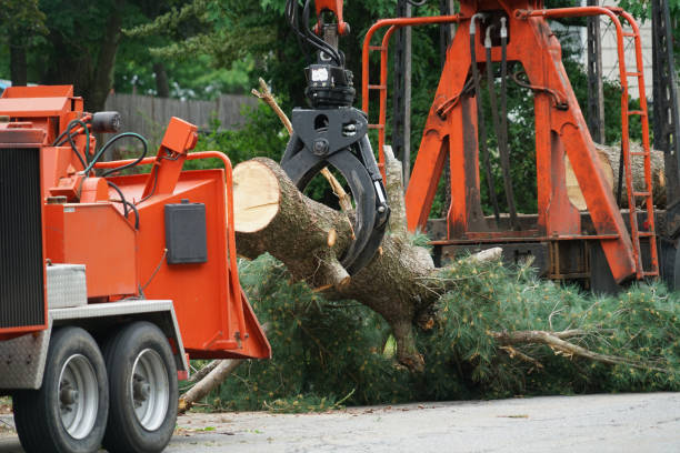 How Our Tree Care Process Works  in Thiensville, WI